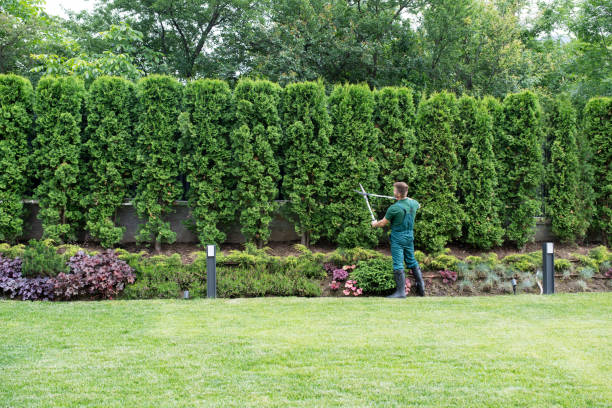 Reliable Wilmington Manor, DE Tree Removal and Landscaping Services Solutions